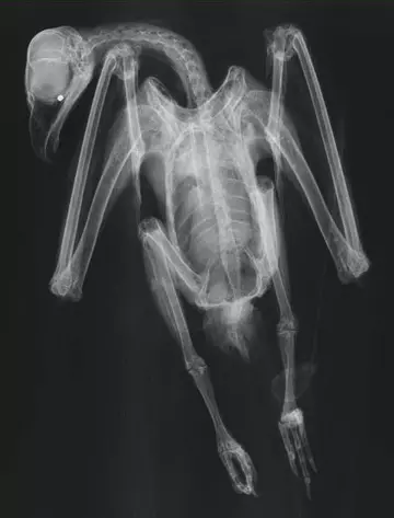 Red kite with shot pellet radiograph in head