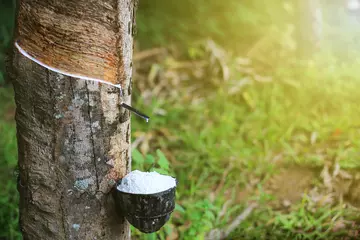 Rubber tapping