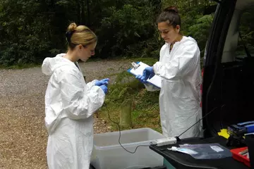 Examination of the heart of a sand lizard with a doppler probe