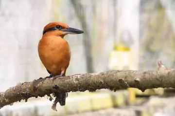 Sihek Guam Kingfisher © John Ewen, ZSL