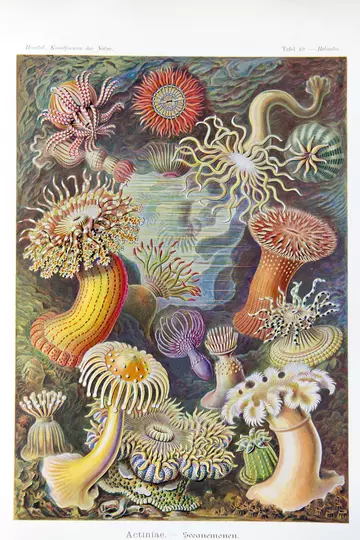 Actiniae Plate 49 in Haeckel's Artforms in Nature