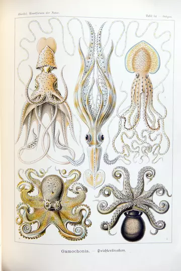 Gamochonia Plate 54 in Haeckel's Artforms in Nature