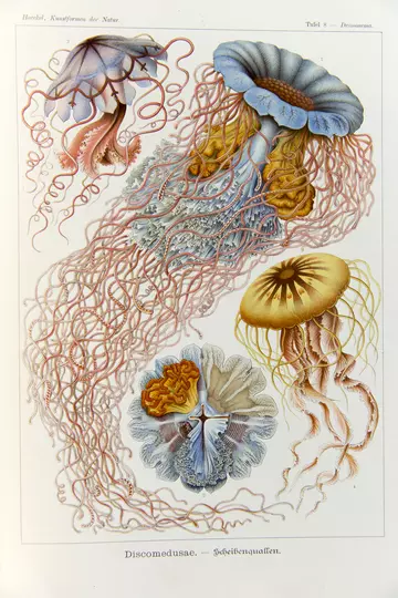 Plate 8 in Haeckel's Artforms from nature depicting Discomedusae
