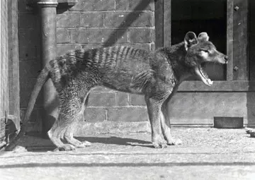 Tasmanian Tiger, Blog