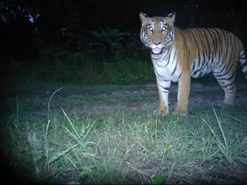 Tiger captured on remotely activated camera extension area