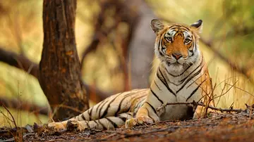 Tiger lying on ground