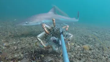 Tope shark