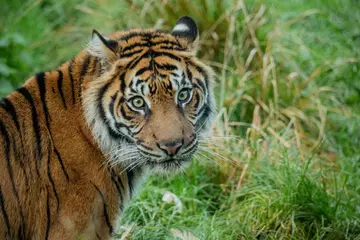 Sumatran tiger Gaysha at London zoo