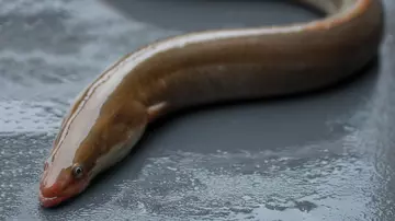 close up of eel out of water with grey background
