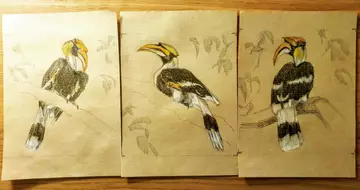 hornbill drawings by Heidi Ma