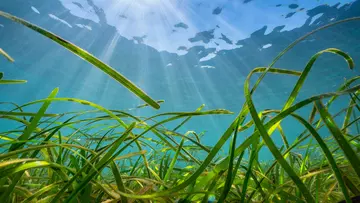 seagrass moving in sea