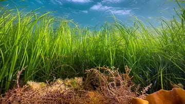 sea grass