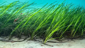 seagrass moving in sea closeup