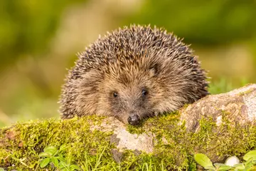 hedgehog on moss