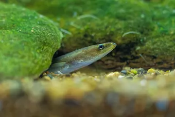 young european eel watching out of the river bottom