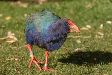 a south Island takahē (Porphyrio hochstetteri)