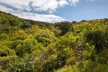Lush vegetation on the island of Tiritiri Matangi, New Zealand