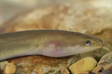European eel underwater