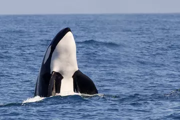 Killer Whale breaching