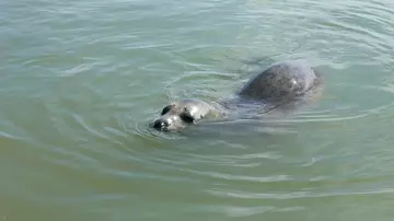 seal swimming in Thames