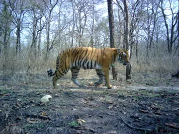 Tiger walking in the wild in Nepal photographed by a camera trap