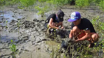 mangrove fieldwork volunteers