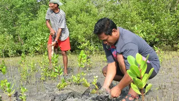 mangrove fieldwork volunteer