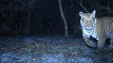 A tiger caught on a camera trap