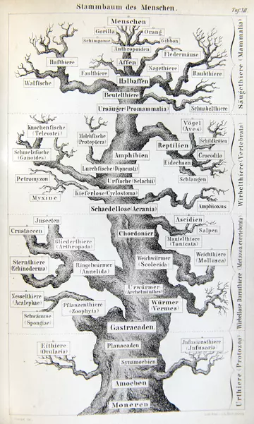 Tree of life in Haeckel Anthropogenie oder Entwickelungsgeschichte des Menschen, 1874