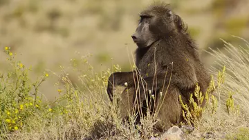 Tsaobis Baboon