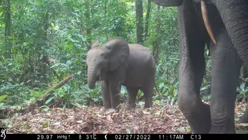 forest baby elephant