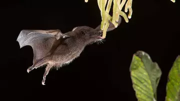 flying bat