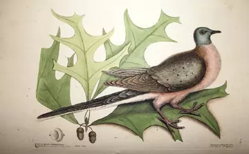 Passenger pigeon drawing by Mark Catesby