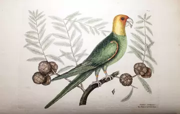 Carolina parakeet from drawing by Mark Catesby