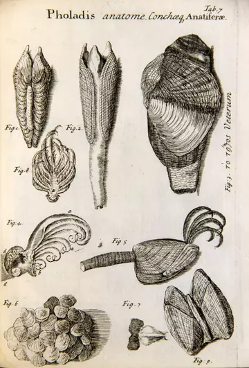 Pholadis anatome Tab 7 in Conchyliorium bivalvium... , 1696 illus. by Susanna and Anna Lister