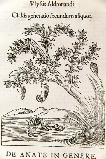 Life cycle of goose barnacles and barnacle goose, Aldrovandi 1646