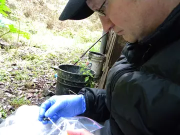 Andrew Cunningham swabbing a Darwins frog