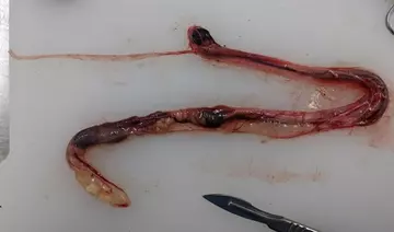 internal organs of the emerald tree boa after removal from the body cavity