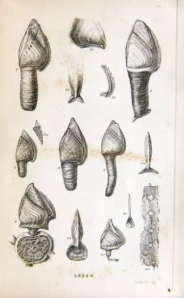 Goose barnacles by George Sowerby in A monograph on the sub-class Cirripedia, ... by Charles Darwin. The Lepadidae, or pedunculated cirripedes, 1851