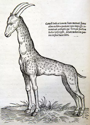 Giraffe drawing from Konrad Gessner's Historiae Animalium