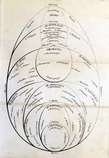 Egg shaped system in Handbuch der Zoologie, von Georg August Goldfuss, Nürnberg : Schrag, 1820