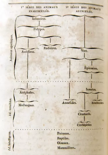 Table showing origins of animals by Lamarck in Histoire naturelle des animaux sans vertèbres