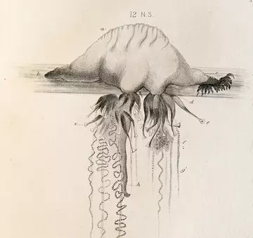 Image from The oceanic Hydrozoa by T.H. Huxley