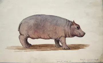 Obaysch the hippo - an original watercolour by Joseph Wolf