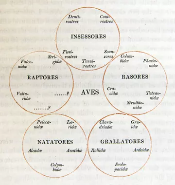Observations on the natural affinities that connect the orders and families of birds by Nicholas Aylward Vigors, Transactions of the Linnean Society