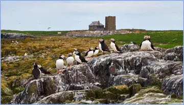 Puffins on rock