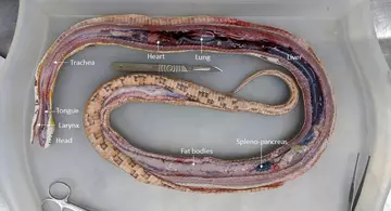 View of the internal organs of a corn snake 