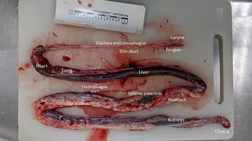 Internal organs of the corn snake after removal from the body cavity