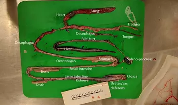 final dissection of the corn snake, the organs have been teased apart, washed of blood and the fat bodies removed, leaving all of the organs clearly visible and ready for examination.