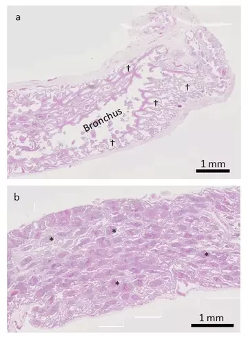 Histology of the boa’s lung